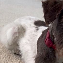 Miniature Schnauzers from Valdez Mini Schnauzers