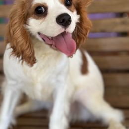 Patches - Blenheim male Cavalier King Charles Spaniel puppy in Poyen, Arkansas from Joels Angels Cavaliers