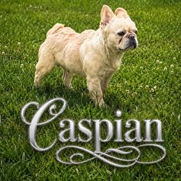 Caspian - French Bulldog