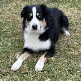 Australian Shepherds from Double S Australian Shepherds