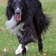 Borzoi All Grown Up from Borzoi on Konza Prairie
