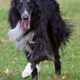 Borzoi All Grown Up from Borzoi on Konza Prairie