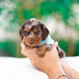 Star - Dapple female Dachshund puppy in Fort Myers, Florida from Blossom Paws