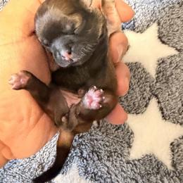 Bella G - Brindle and white female Shih Tzu puppy in Apple Valley, California from Garcia_shihtzu