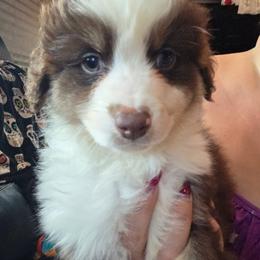 Red Tri Boy 1 - Red tri-color male Miniature American Shepherd puppy in Vivian, Louisiana from Jem Miniature American Shepherds