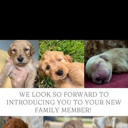 Goldendoodle Puppies from Stolt Southern Doodles