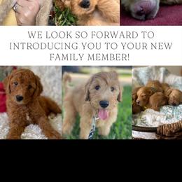 Goldendoodle Puppies from Stolt Southern Doodles