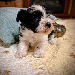 Spicey - Parti female Miniature Schnauzer puppy in Oneida, Tennessee from Saving Grace