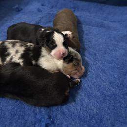 Belgian Malinois and Miniature American Shepherd Puppies from Raindance Ranch