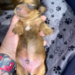 Dachshund Puppies from Sassy Kat’s Dachshunds