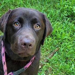 Labrador Retrievers from Farnworth Labradors