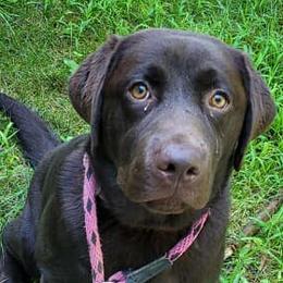 Labrador Retrievers from Farnworth Labradors