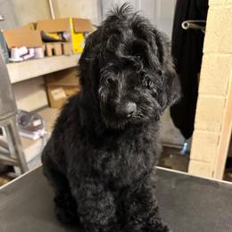 Pecan - Black male Goldendoodle puppy in Greensboro, Georgia from B’s Doodles