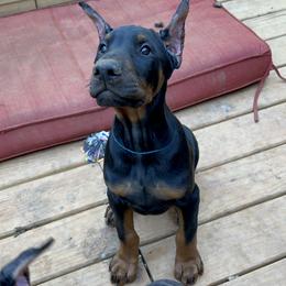 Doberman Pinscher Puppies from Bhon Mhuir Dobermanns