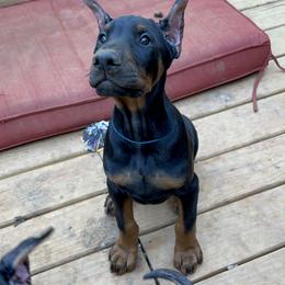 Doberman Pinscher Puppies from Bhon Mhuir Dobermanns