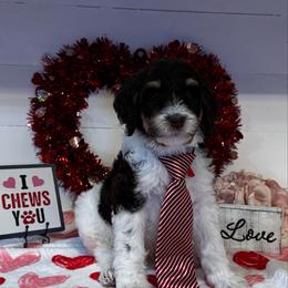 Freddie Mercury - Brown and white male Bernedoodle puppy in Gilbert, Arizona from The Berne Barn... it’s a Doodle thing!