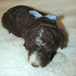 Goldendoodle and Poodle Puppies from David & Patricia Elliott
