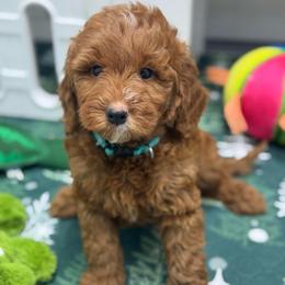 Freddy - green collar - Red  male Goldendoodle puppy in Yuciapa, California from AlltheDoodlez_