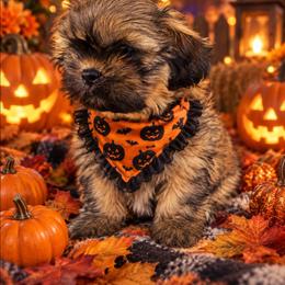 Taz - Brindle male Shih Tzu puppy in Vernon, Texas from Fru Fru's Shih Tzus