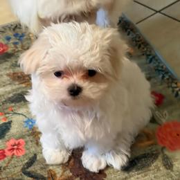 Boy 2 - White male Maltese puppy in North Port, Florida from Sandykov