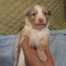 Girl 2 - Red merle Australian Shepherd puppy in Belleville, West Virginia from Chasitys Australian Shepherds