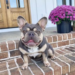 Reign - French Bulldog