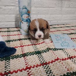 Jewel 1 - Red male Pembroke Welsh Corgi puppy in Tucson, Arizona from Sierrita Mountain Corgis