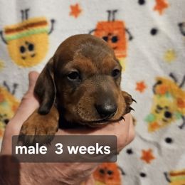 Boy 2 - Red male Dachshund puppy in La Pine, Oregon from Lil Deschutes