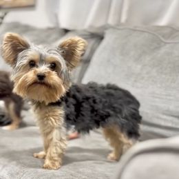 Reba - Yorkshire Terrier
