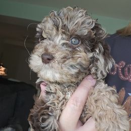 Chewy - Merle male Cockapoo puppy in Galena, Illinois from Perry's doodles