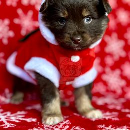 Peaches rtm #1 - Miniature Australian Shepherd puppy in Buchanan, Georgia from Stanleyville Farm Mini Aussies