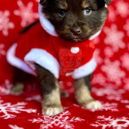 Peaches rtm #1 - Miniature Australian Shepherd puppy in Buchanan, Georgia from Stanleyville Farm Mini Aussies