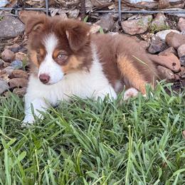 AKC Reba 'RUNT' - Red tri-color female Australian Shepherd puppy in Call, Tx, Texas from Stover's Australian Shepherd's, LLC