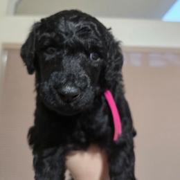 Opal - Pink Collar - Black female Poodle puppy in Phoenix, Arizona from Desert Diamond Poodles
