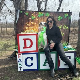 Australian Shepherd All Grown Up from Mad Ranch