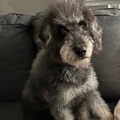 Rain - Labradoodle