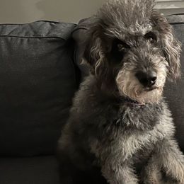 Rain - Labradoodle