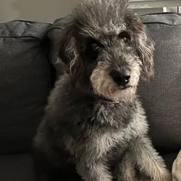 Rain - Labradoodle