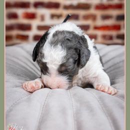 Goose - Blue merle male Bernedoodle puppy in Connersville, Indiana from Deaz Doodle Ranch