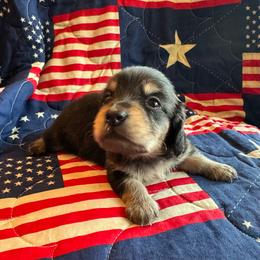 Paul Revere - Black and cream male Dachshund puppy in Summertown, Tennessee from The Dapper Dachshund