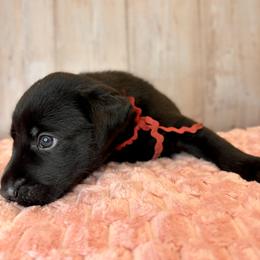 Red Collar Black Male - Black male Labrador Retriever puppy in Gainesville, Georgia from Rucker Retrievers