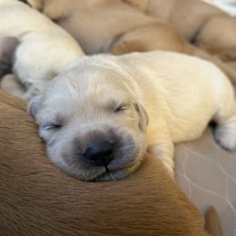 Girl 3 - Light golden female Golden Retriever puppy in Murrieta, California from Golden Haven