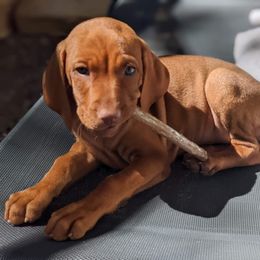 Vizsla Puppies from Krichen Vizslas