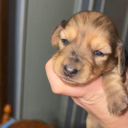 Evelyn - Dapple female Dachshund puppy in Goldthwaite, Texas from Mini Mama Dachshunds