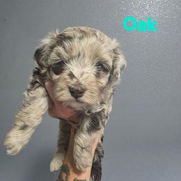 Oak - Red merle male Aussiedoodle puppy in Loveland, Colorado from A&L Ranch Aussiedoodles