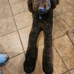 Bernedoodle and Newfypoo All Grown Up from Small Town Doodles & Poodles