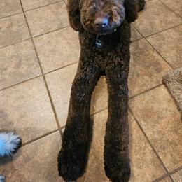 Bernedoodle and Newfypoo All Grown Up from Small Town Doodles & Poodles