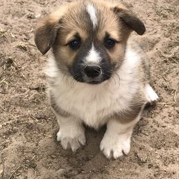Pembroke Welsh Corgi Puppies from Country Rubys