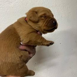 Red - Yellow female Labrador Retriever puppy in Husser, Louisiana from Kristen