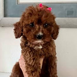 Dahlia - Red female Cavapoo puppy in Temecula, California from Designer Doodles